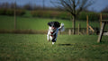 Dog enjoying the social dog field at Laverstoke Park Farm