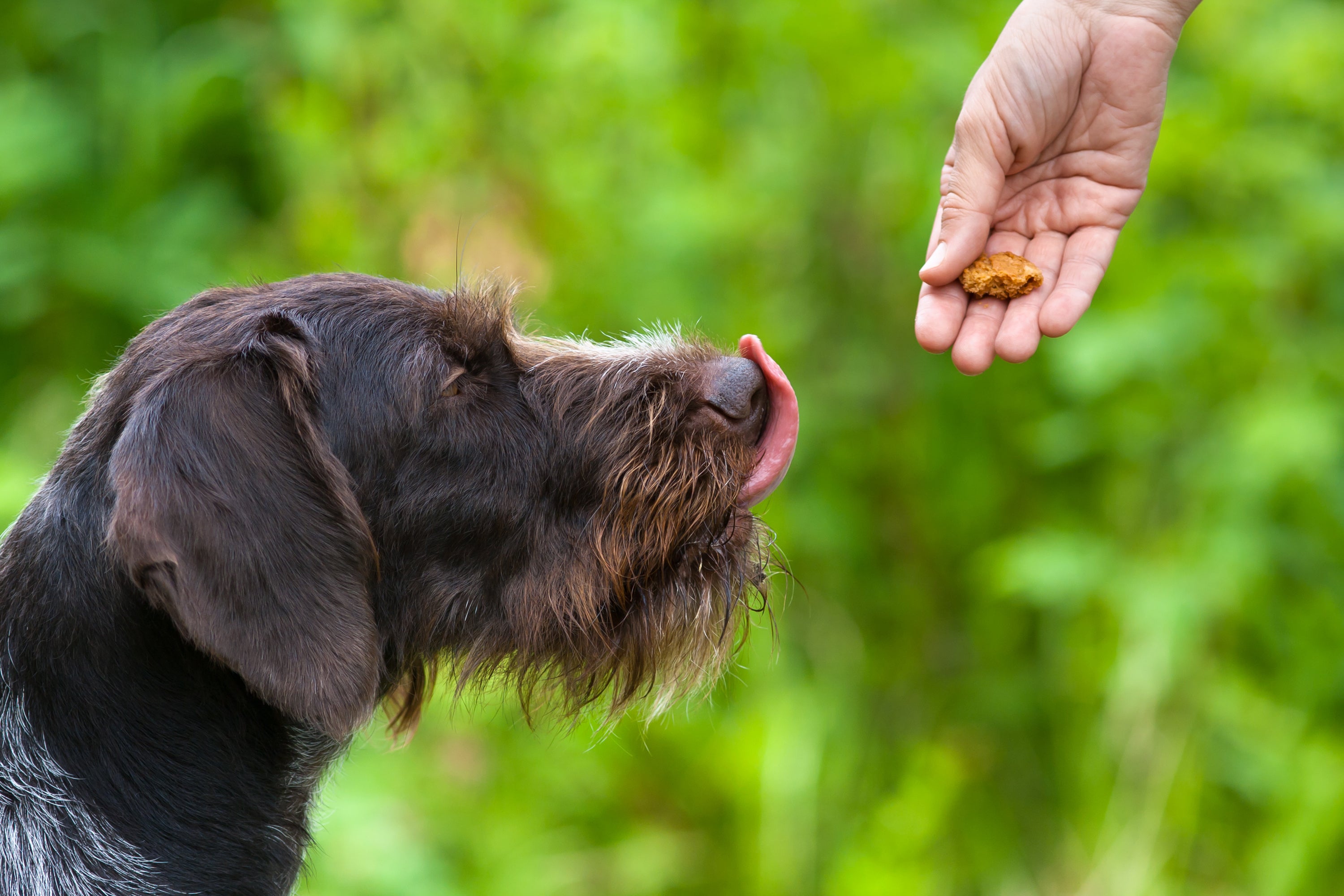 Dog eating a natural treat at Laverstoke Park Farm