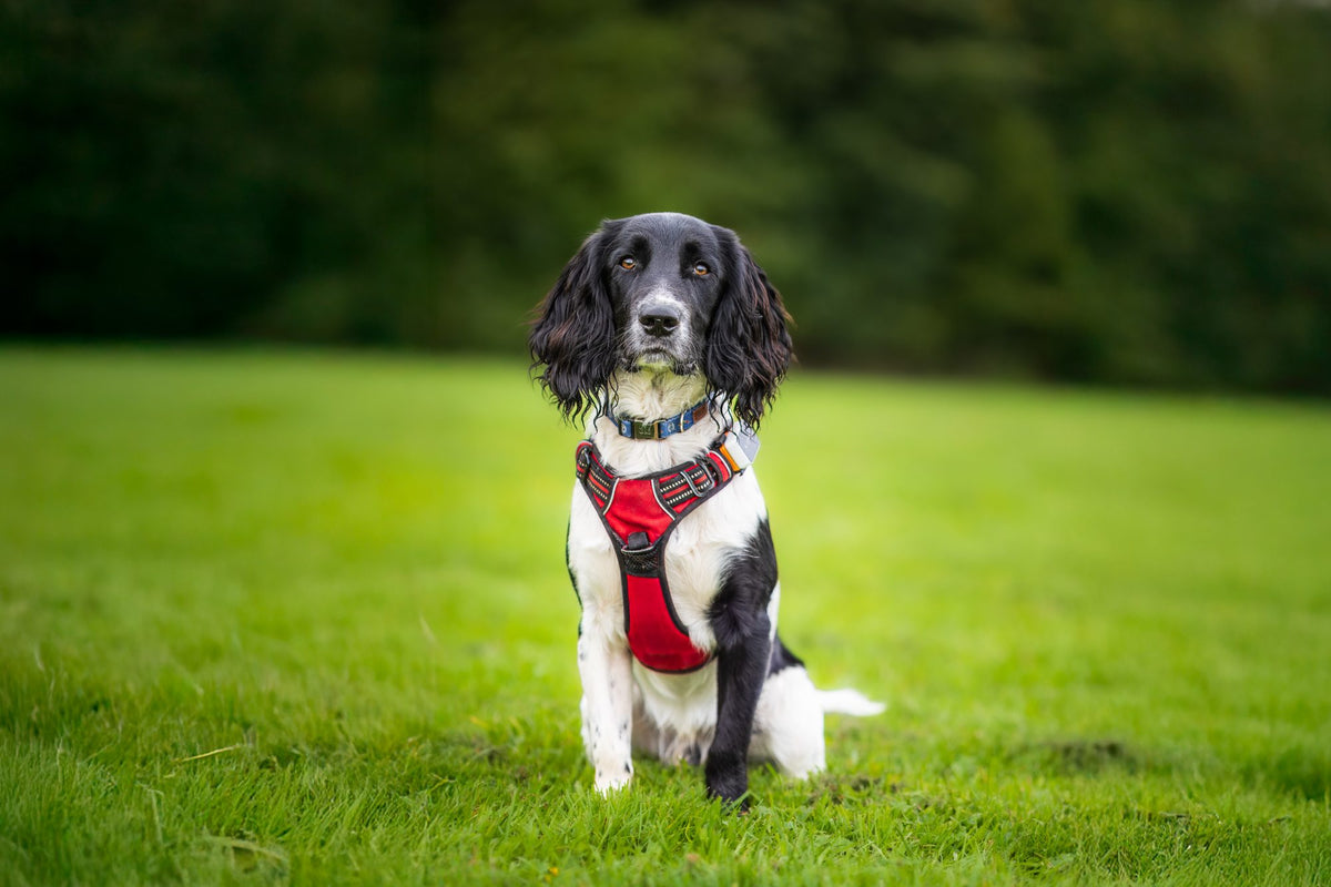 Ziggy sitting in the dog field at Laverstoke Park Farm. Photo: LokiPawtraits